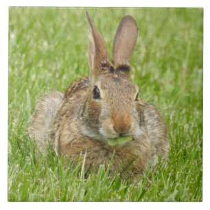 Carreau Lapin sauvage mangeant l'herbe