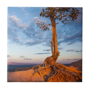 Carreau L'arbre s'accroche au rebord, parc national de