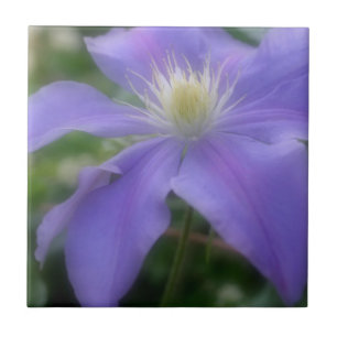 Carreau Lavande Clematis Fleur Nature