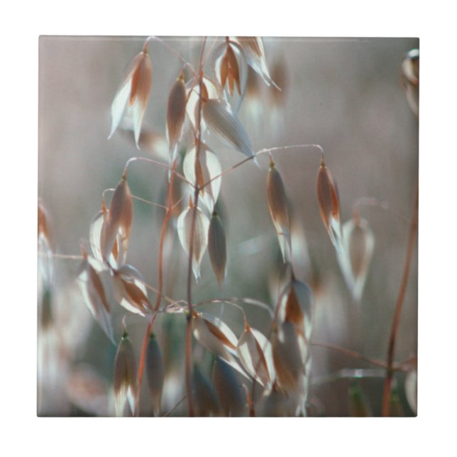 Carreau L'avoine mûre (Avena Sativa) Ferme. Ceres, Boland (Devant)