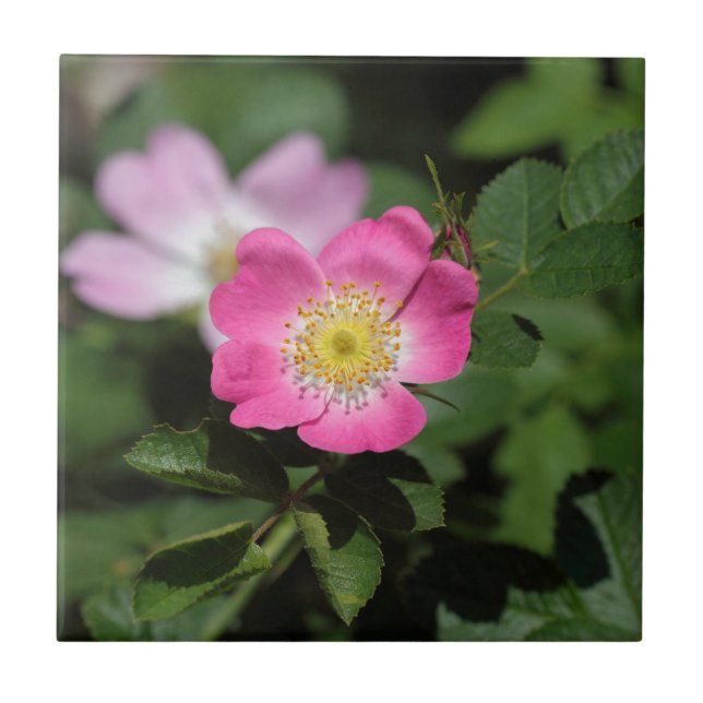 Carreau Le Briar doux s'est levé (le rubiginosa de Rosa) (Devant)