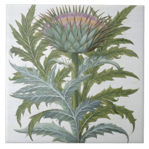 Carreau Le cardon, du "Hortus Eystettensis" par Bas