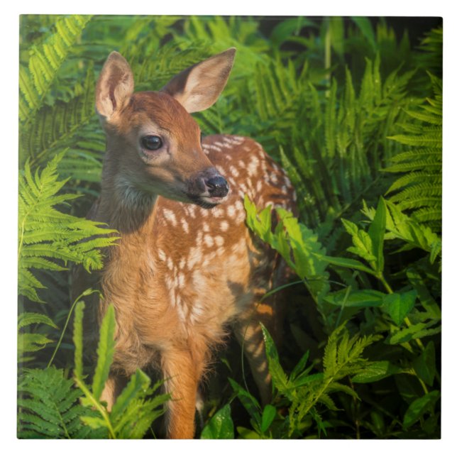 Carreau Le cerf de Virginie | Minnesota (Devant)