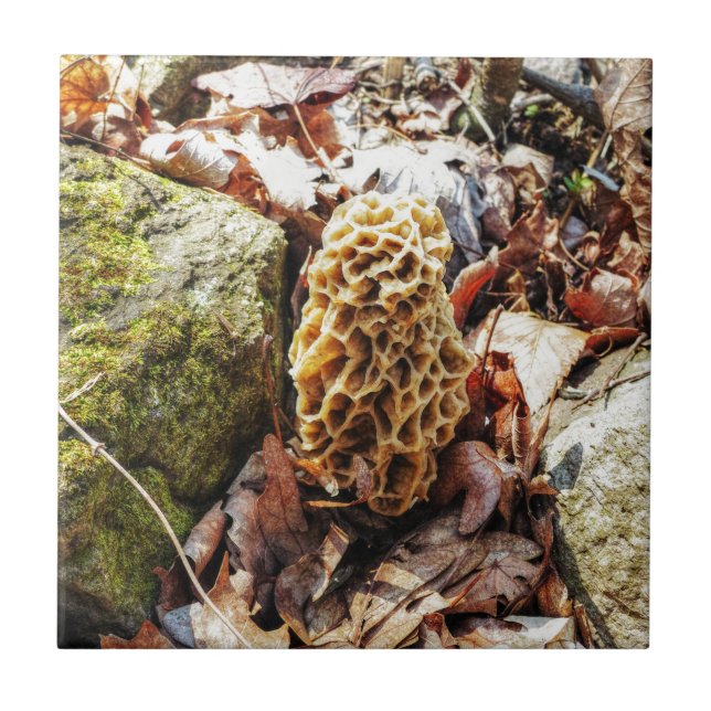 Carreau Le champignon Morel dans la nature (Devant)