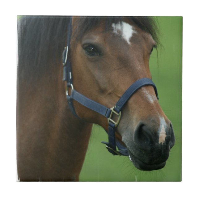 Carreau Le cheval Arabe décrit la tuile (Devant)