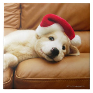 Carreau Le chiot porte un casquette de Noël et le mensong