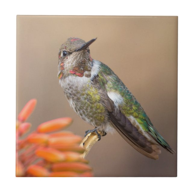 Carreau Le colibri d'Anna sur Orange Aloe Blossom (Devant)