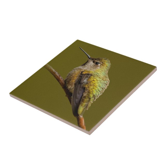 Carreau Le colibri d'Anna sur Trumpetvine écarlate (Côté)