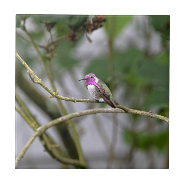 Carreau Le colibri de la côte (Devant)