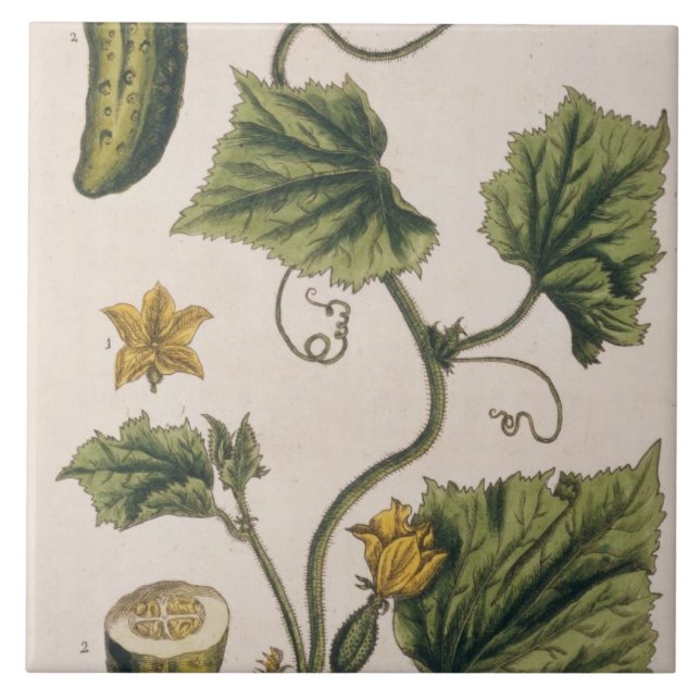 Carreau Le concombre de jardin, plaquent 4 "d'un de fines (Devant)