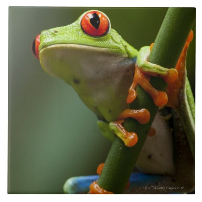 Carreau Le Costa Rica, Monteverde, grenouille d'arbre aux (Devant)