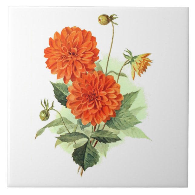 Carreau Le feu orange King de dahlia ' (Devant)