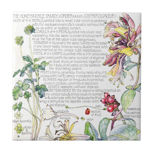 Carreau Le fleur sauvage botanique de chèvrefeuille (Devant)