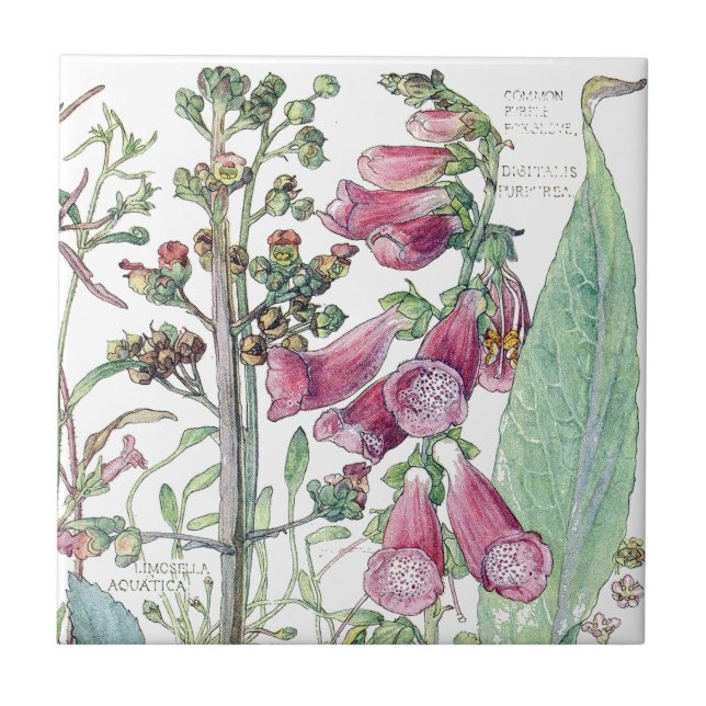 Carreau Le fleur sauvage botanique de digitale fleurit la (Devant)
