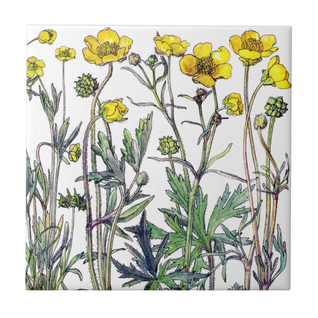 Carreau Le fleur sauvage botanique de Ranunculus fleurit (Devant)
