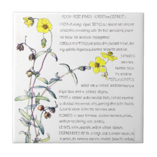 Carreau Le fleur sauvage vintage de rose de roche fleurit