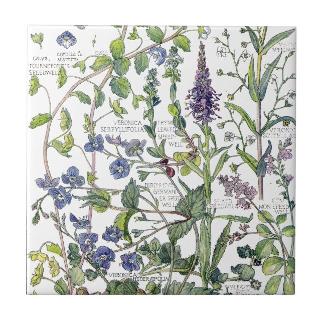Carreau Le fleur sauvage vintage de Speedwell fleurit la (Devant)