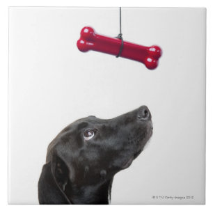 Carreau Le laboratoire noir a mélangé le chien à l'os d