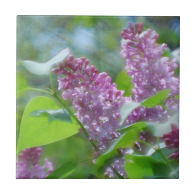Carreau Le lilas pourpre fleurit la tuile (Devant)