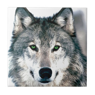 Carreau Le loup observe le poster de animal sauvage de