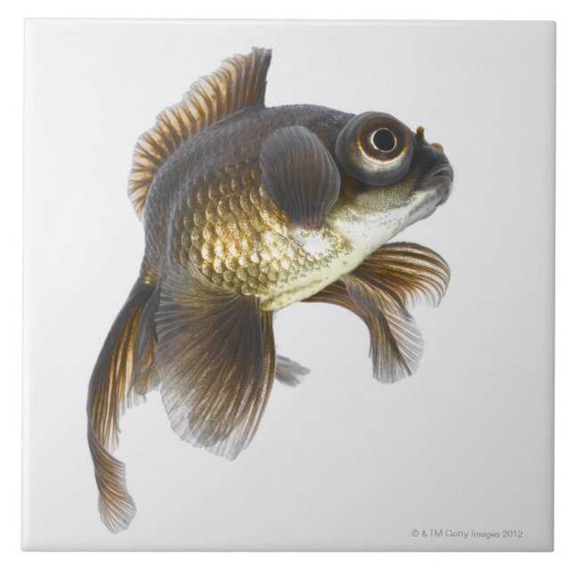 Carreau Le noir amarrent le poisson rouge (auratus de (Devant)