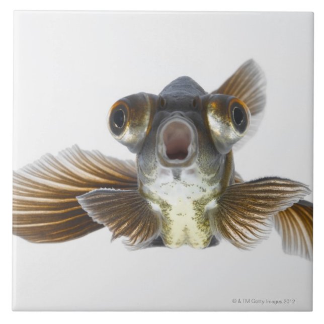 Carreau Le noir amarrent le poisson rouge (l'auratus de (Devant)