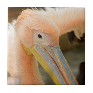 Carreau Le Pélican Tile