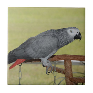 Carreau Le perroquet gris de Keen Congo