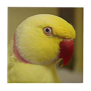 Carreau Le perroquet jaune vif de l'Indien Lutino Ringneck
