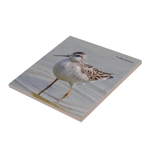 Carreau Le Phalarope de Wilson (Côté)