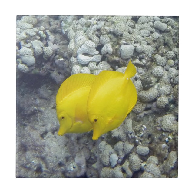 Carreau Le Poisson Tang Jaune (Devant)