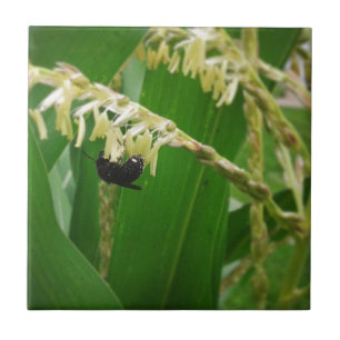 Carreau Le pollen de maïs est délicieux aux abeilles