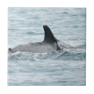 CARREAU LE QUEENSLAND AUSTRALIE DE LA BALEINE DE BOSSE