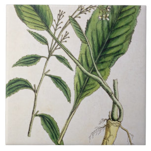 Carreau Le raifort, plaquent 415 "d'un de fines herbes