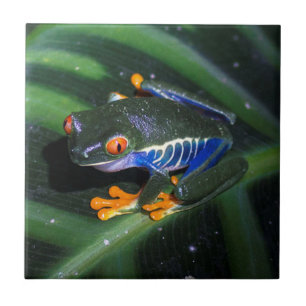 Carreau Le rouge observe la grenouille sur la feuille