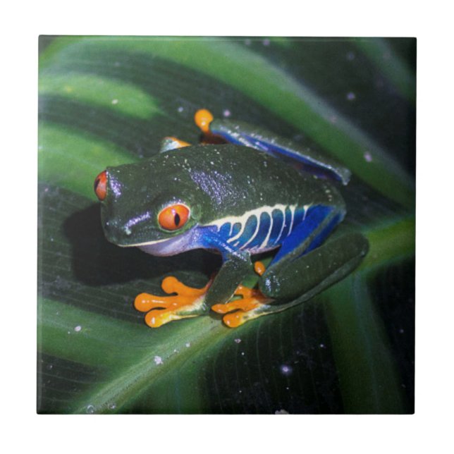 Carreau Le rouge observe la grenouille sur la feuille (Devant)