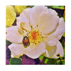 Carreau Le scarabée japonais sur la rose blanche