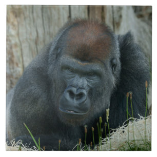 Carreau Le temps froid de Gorilla Lope