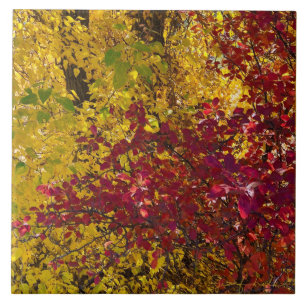 Carreau Leaves d'automne dans le carrelage extérieur de l'