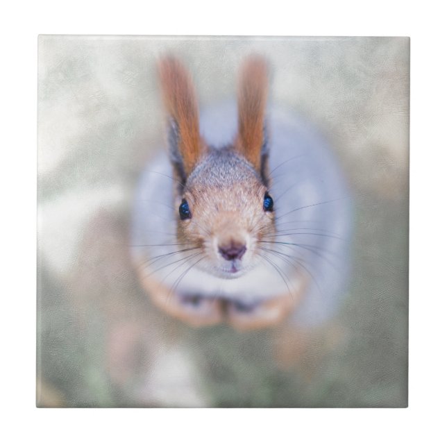 Carreau L'écureuil vous regarde du bas vers le haut (Devant)