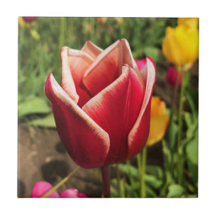 Carreau Leen Van Der Mark Tulip, Oregon