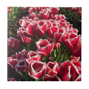 Carreau Leen Van Der Mark Tulips, Oregon
