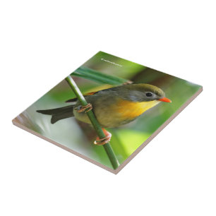 Carreau Leiothrix coloré / Pekin Robin Songbird