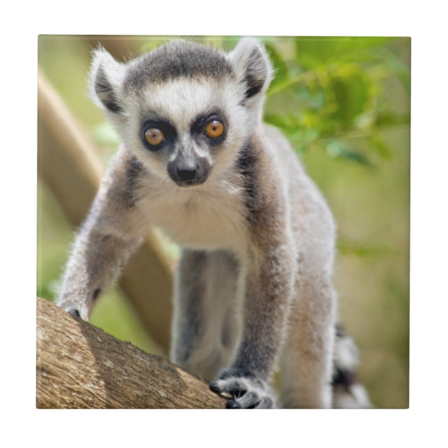 Carreau Lemur de bébé (Devant)