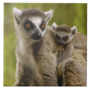Carreau Lémuriens à queue annelée (Lemur catta) Mère et bé