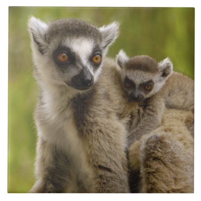 Carreau Lémuriens à queue annelée (Lemur catta) Mère et bé (Devant)