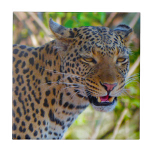 Carreau Leopard tacheté