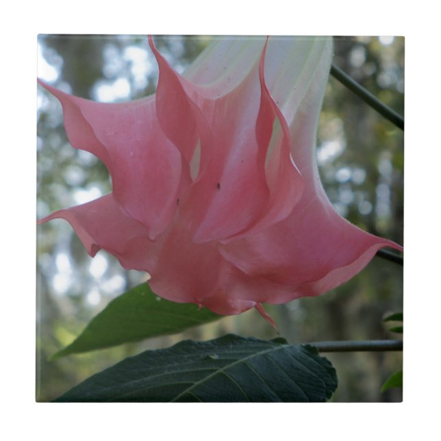 Carreau Les anges roses trompette fleur (Devant)