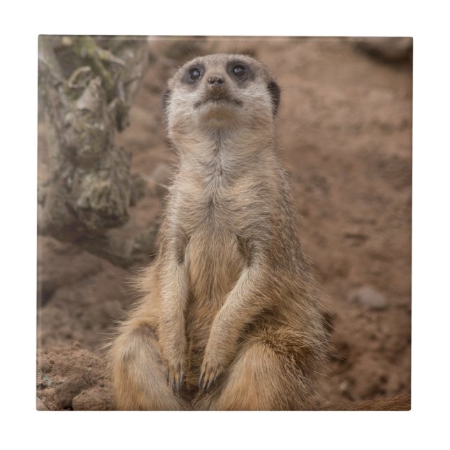 Carreau Les animaux de la faune sauvage africaine de Meerk (Devant)
