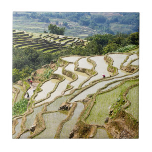 Carreau Les célèbres terrasses de riz yuanyang - Yunnan, C